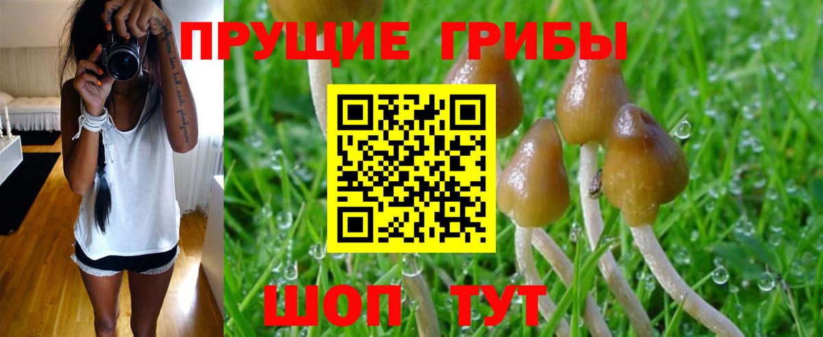 Псилоцибиновые грибы мицелий Нягань